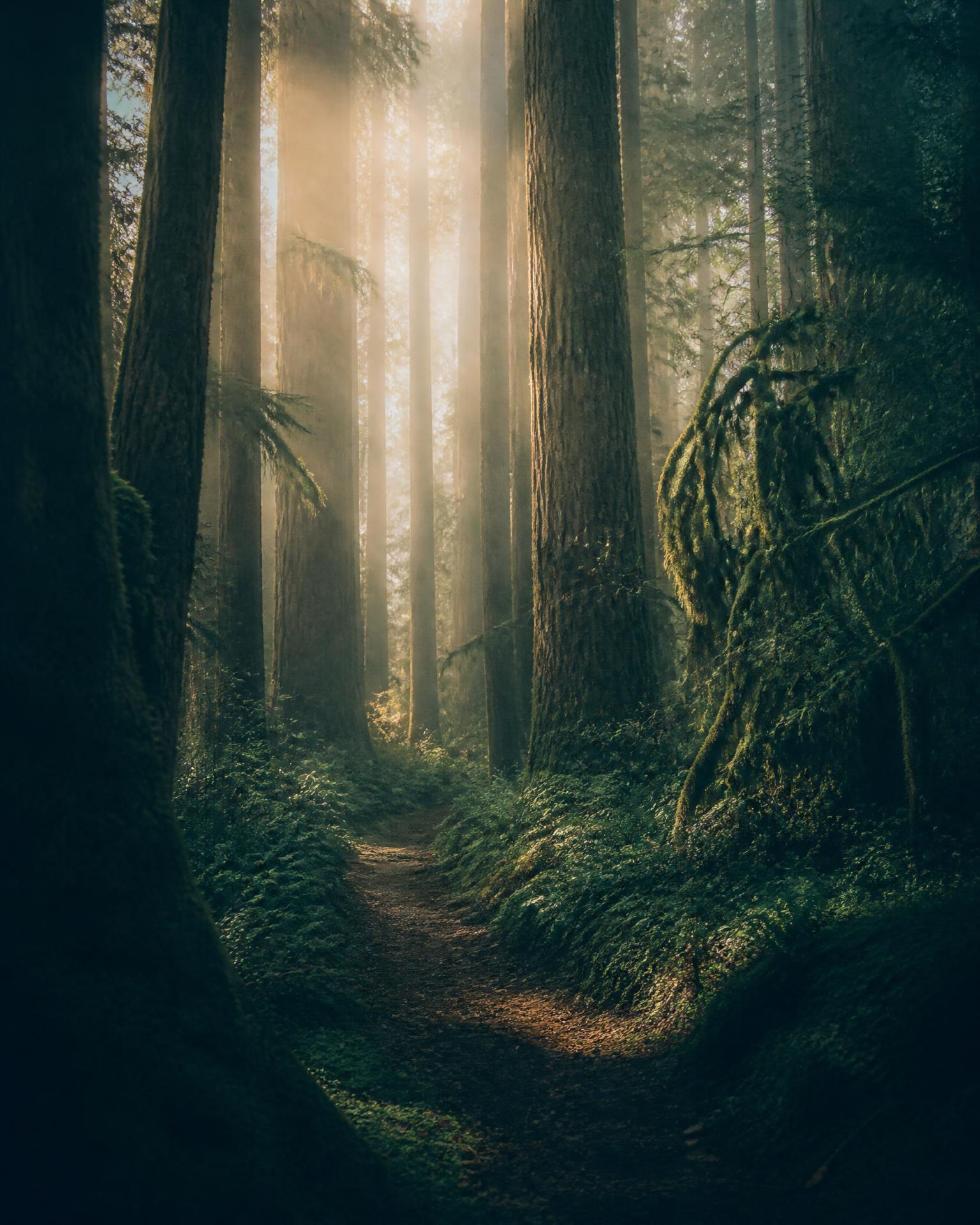 A person sitting in a misty forest at dawn, looking toward the light